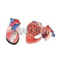 Human Heart, Jumbo Human Heart, Jumbo